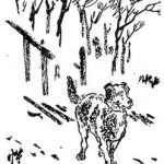 明治時代には犬を「カメ」と呼ぶことがあった、というのは本当ですか