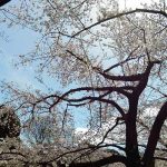 満開の桜の木