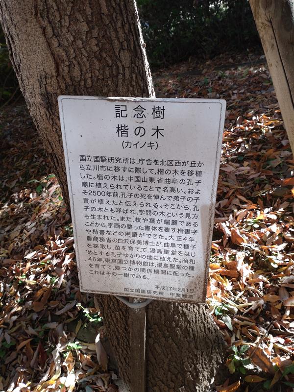 記念樹楷の木（カイノキ）説明文