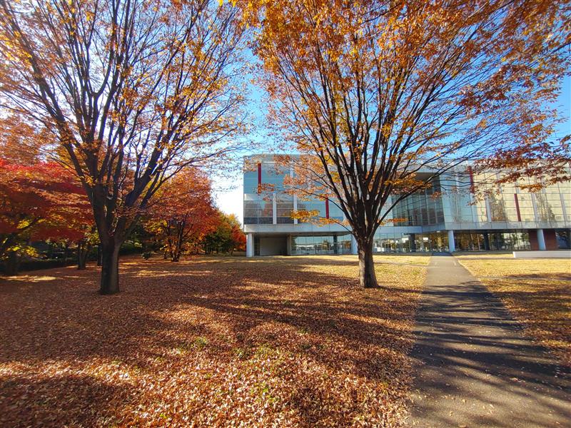 国語研建物と紅葉