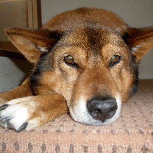 寝そべってこちらを見ている犬