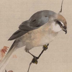 渡辺省亭《百舌鳥に蜘蛛図（花鳥魚鰕画冊）》 の一部