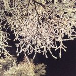 幻想的な夜の樹氷の写真